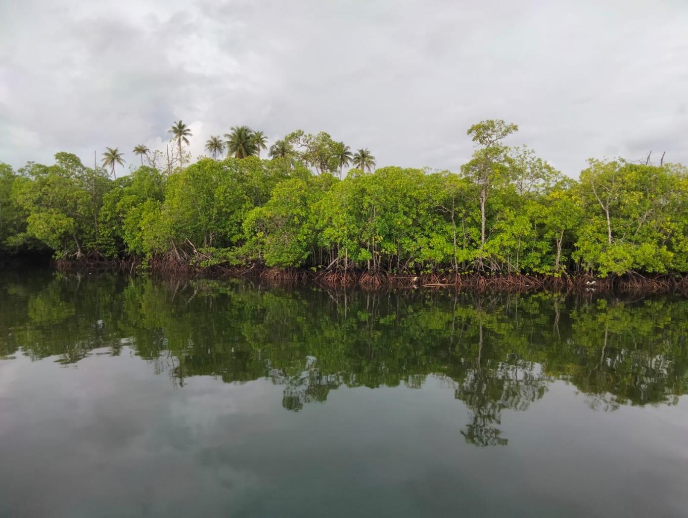 Hutan Mangrove Sikabaluan